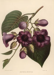 Enredadera de elefante, Argyreia nervosa